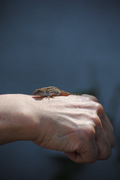 My Little Lizards -  2014